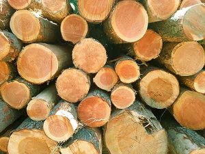 Legno Douglas, trattamento per legno, impregnante per legno, impermeabilizzante woodseal pro